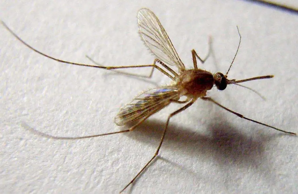 刻不容缓，蚊子会不会传播“新冠病毒”？真相在这里！
